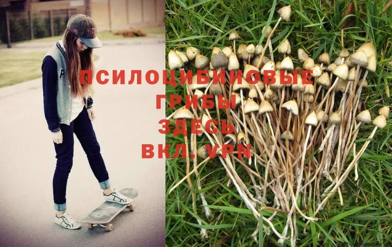 купить   Болхов  Псилоцибиновые грибы MAGIC MUSHROOMS 